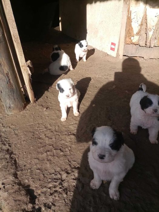 Подарявам малки кученца каракачанки