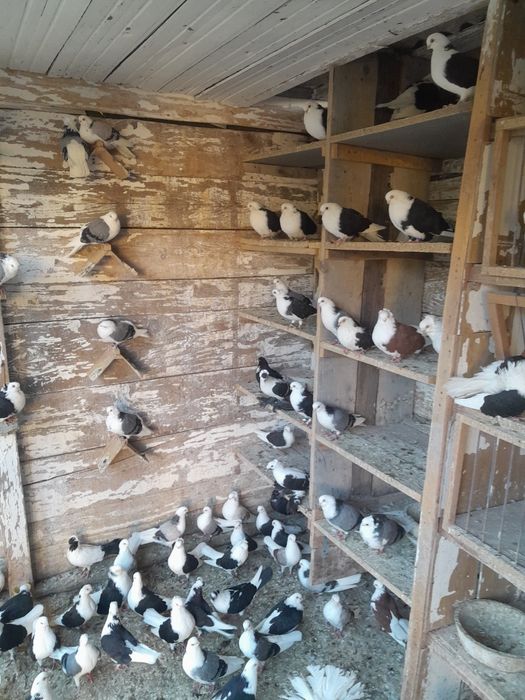 Porumbei galateni de joc și voiajori