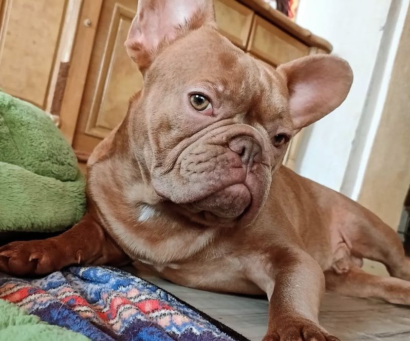 Французский бульдог
