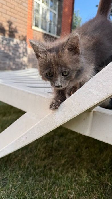 Отдам дымчатого котенка