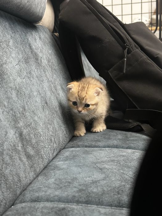 Котенок Шотландская Вислоухая