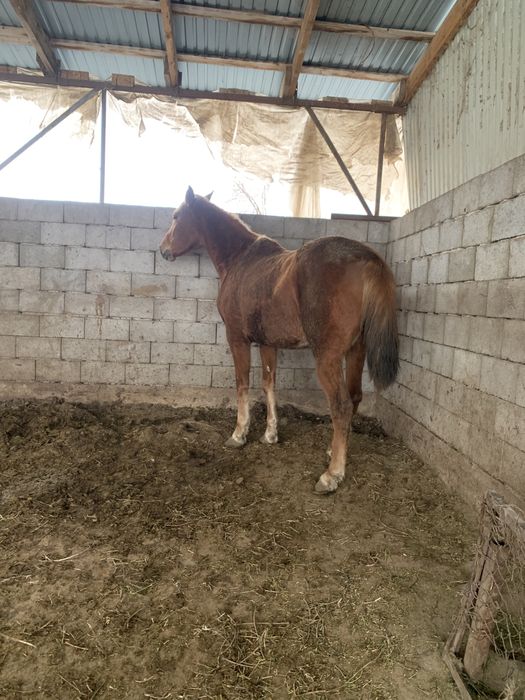 Жуас минги бие сатылады