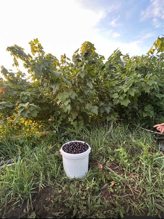 Сдаем  дачу в аренду