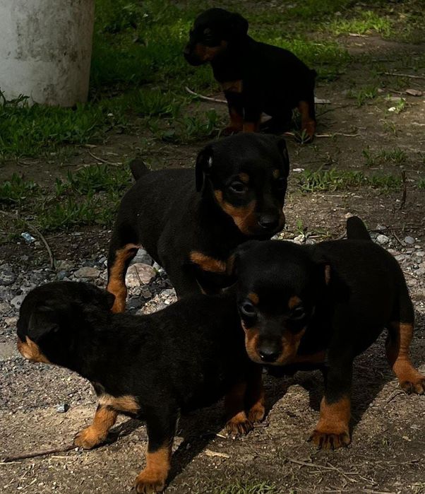 Продам щенков Ягдтерьера.