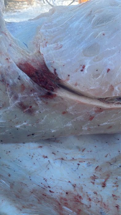 Продаем мясо конины ТАЙ,БИЕ, БАЙТАЛ