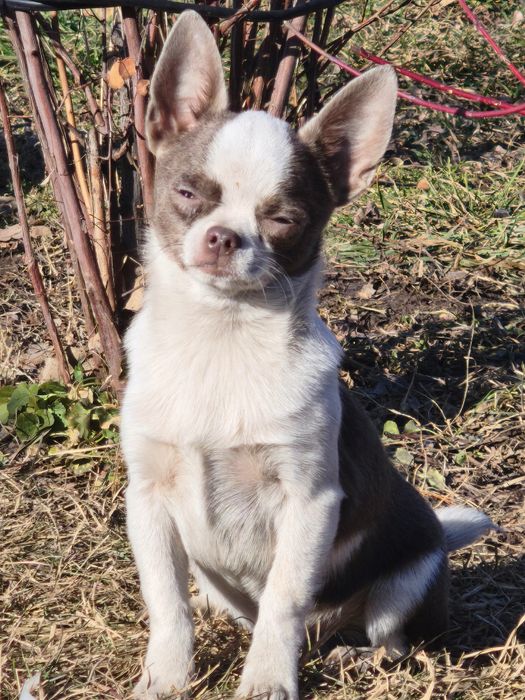 Мальчик чихуахуа