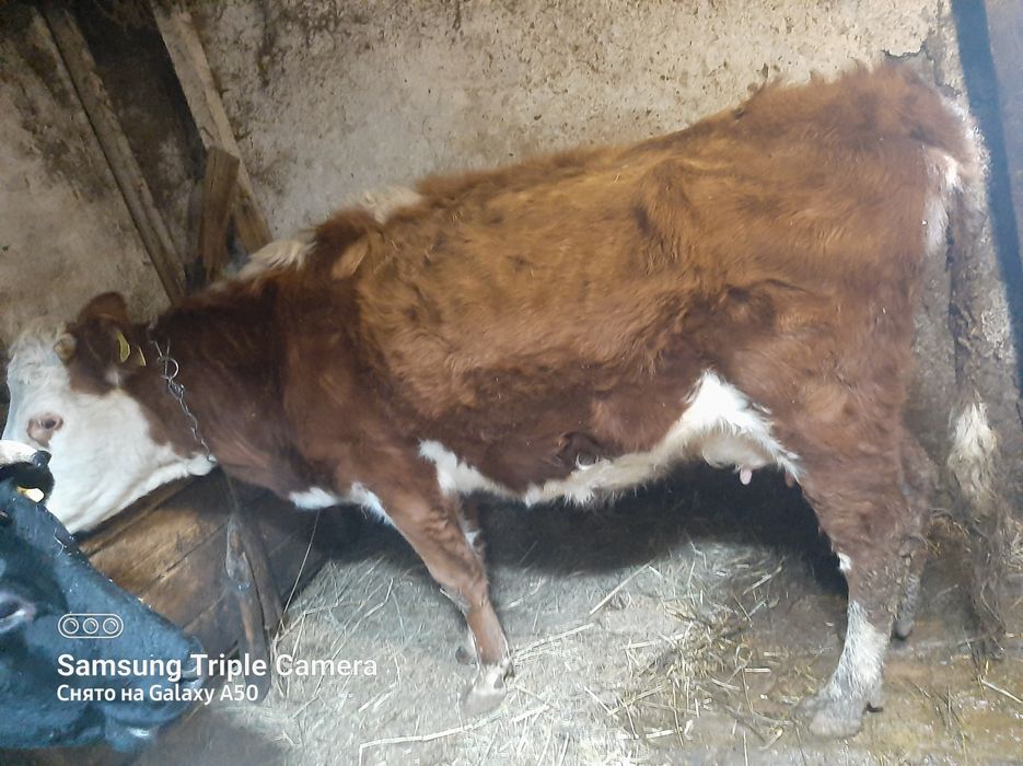 Продам корову молочную