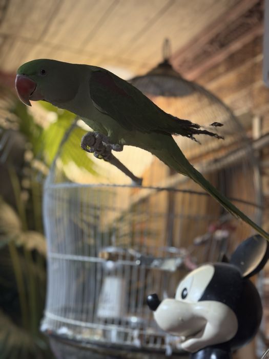 Александрийский попугай самка