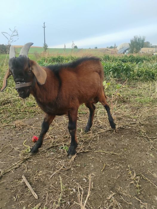 Țap vând sau schimb pe oi din mama alpin francez cu o lactație de 5 litri pe zi