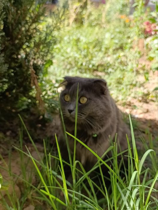 Mushuk sotiladi oʻgʻil bola sogʻlom