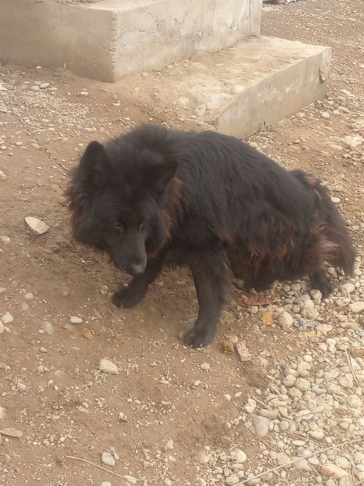 Yosh va aqilli kuchuk