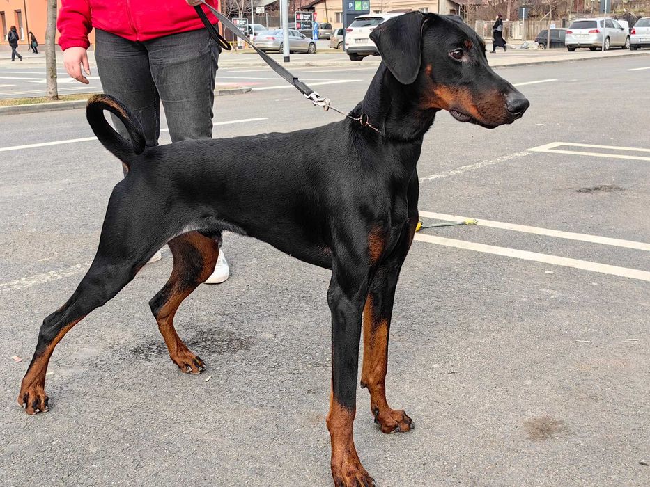 Cățeii Doberman cu pedigree tip A - FCI