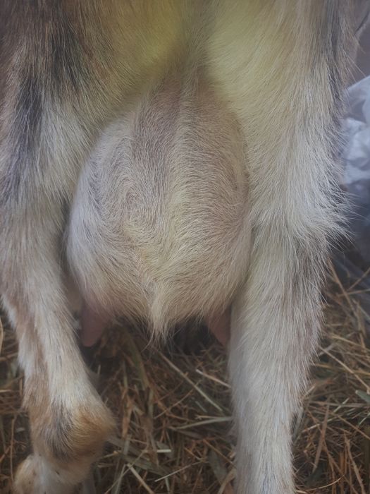 Англо нубийская коза с козленком.