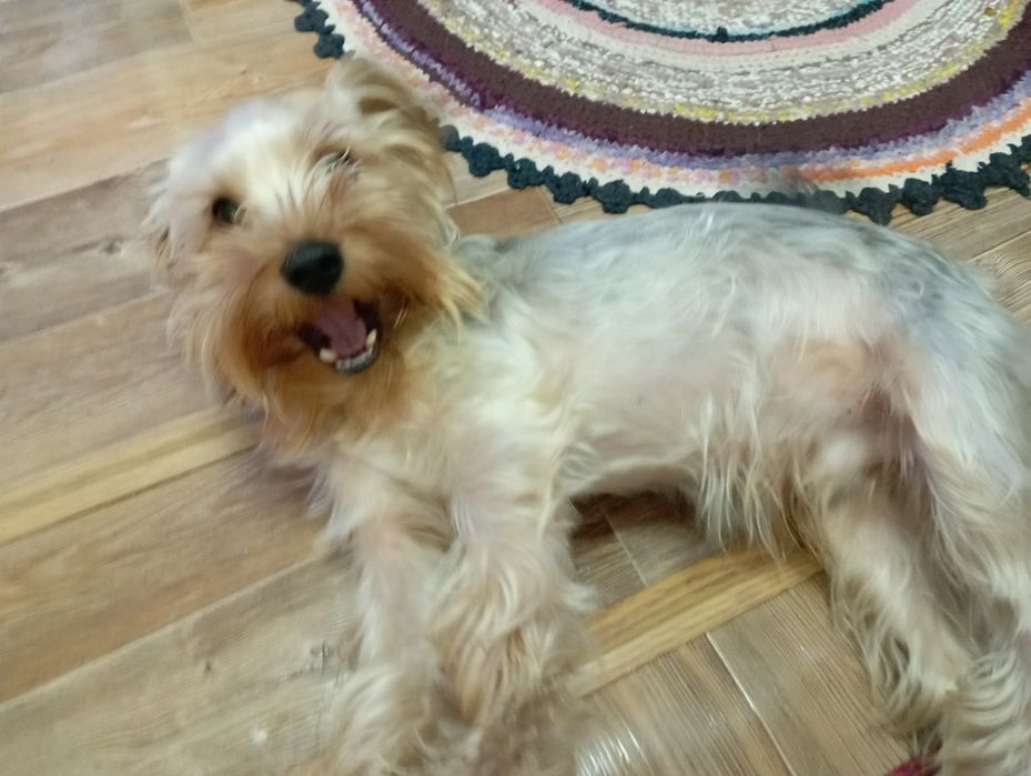 Вязка Йорка развязаный