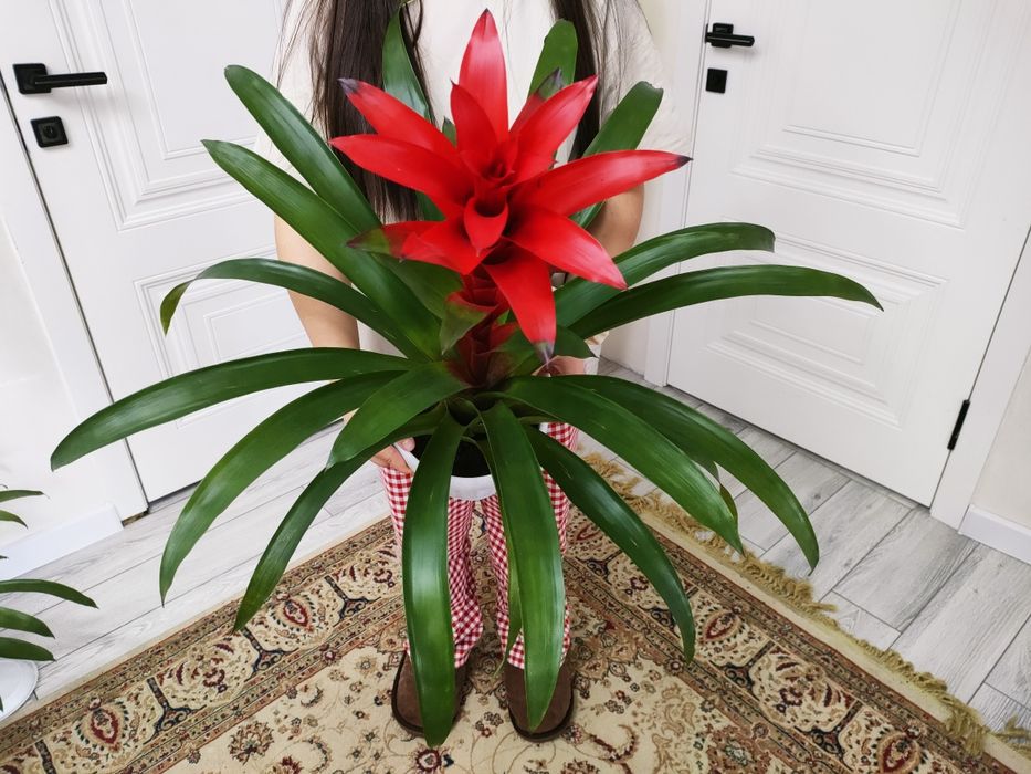 Растения .  Доставкамен