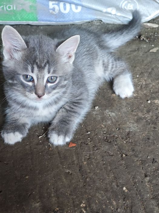 Отдам котят в добрые руки.
