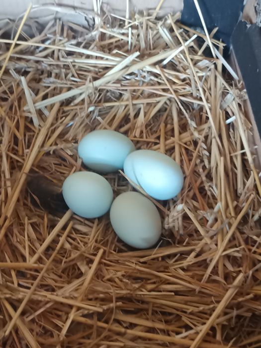 Oua  araucana pentru incubat