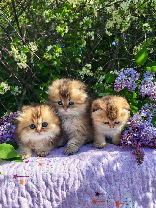 Шотландские котята