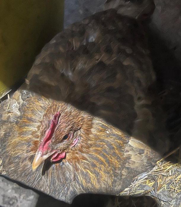 Курица квочка наседка