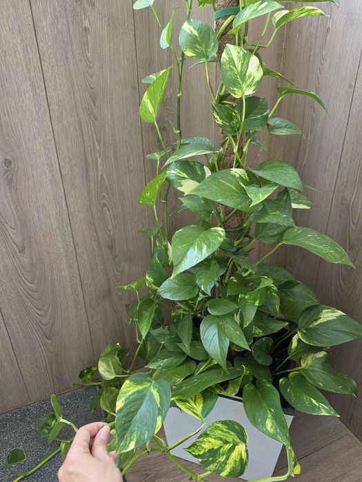Отростки Эпипремнум золотистый (Epipremnum aureum)