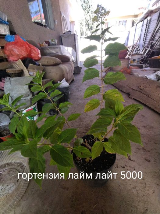 Продам цветы многолетний