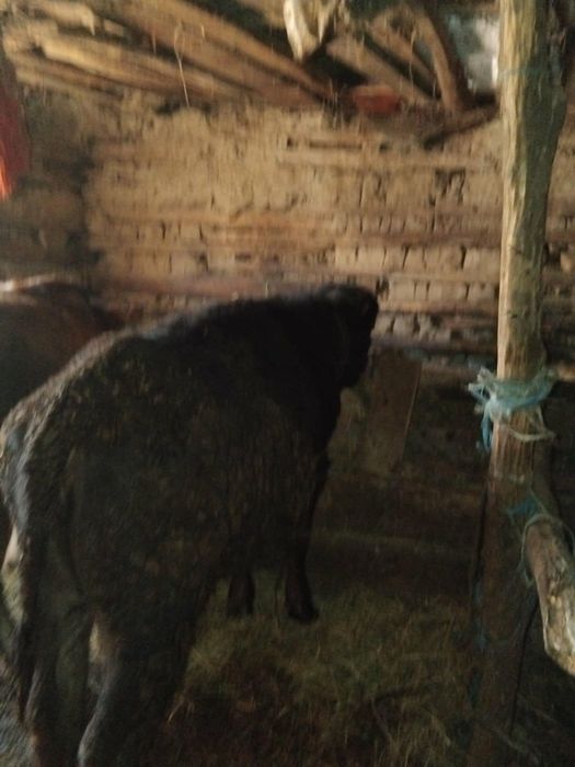 Vând vitei de ținut sau de taiat