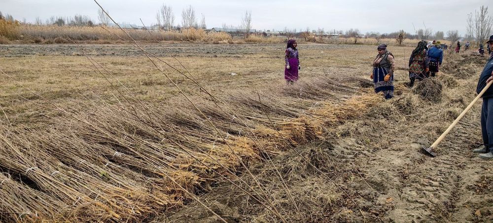 Тут кучатлари сотилади