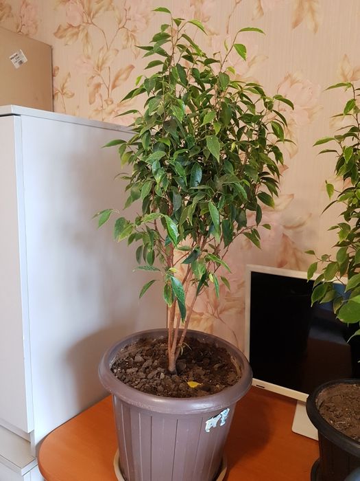 Продам фикус бенджамин