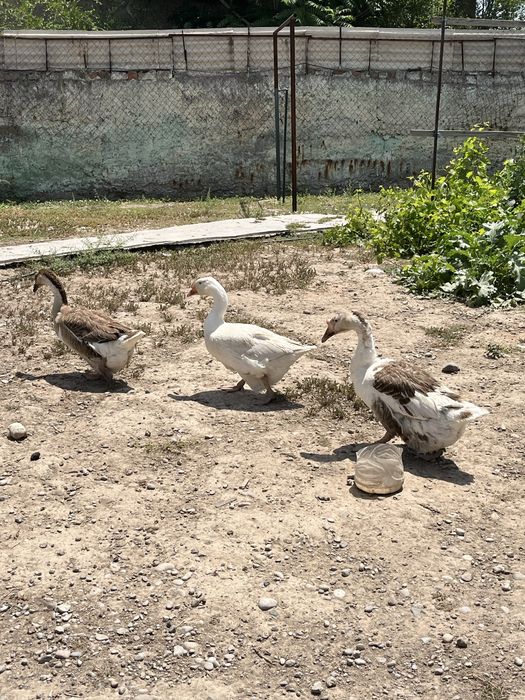 Продам гусей самочек 2 годика