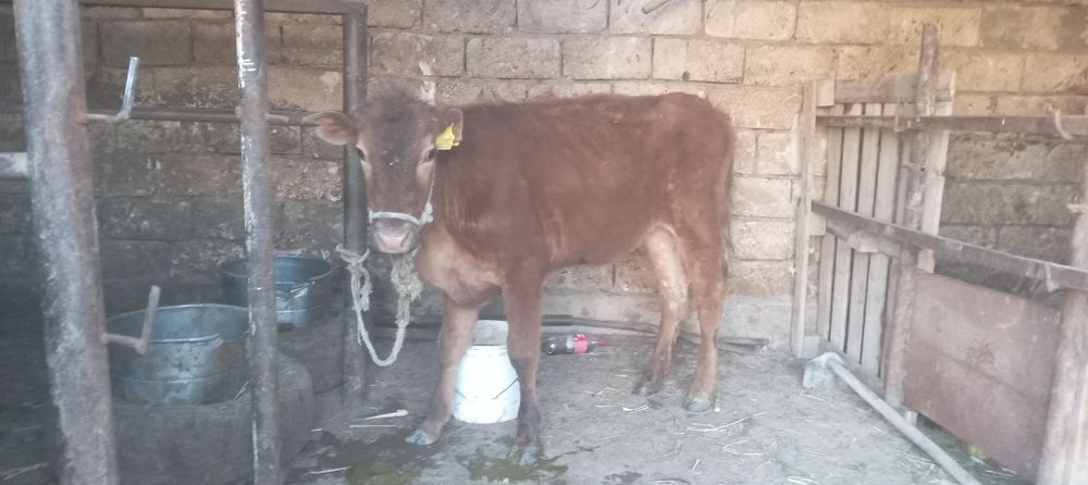 Семиз баспак сатылады