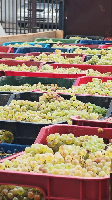 Vand struguri pentru vin