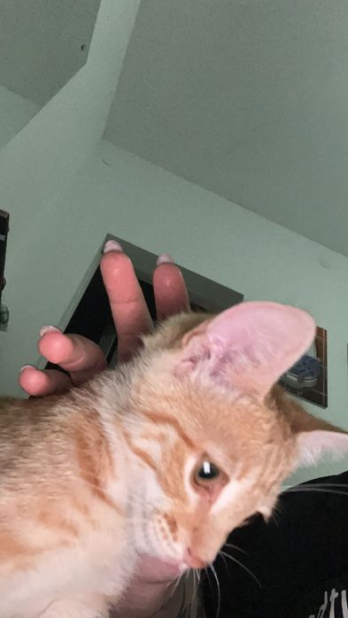 Котик в добрые ручки , мальчик