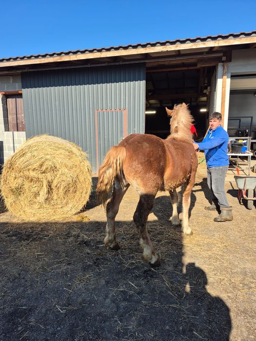 Vind minza de 9 luni