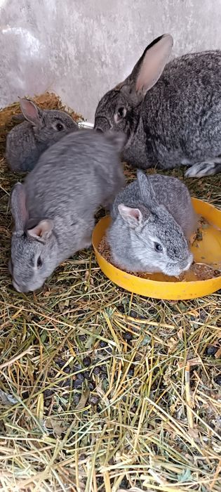 Продам крольчат три штуки