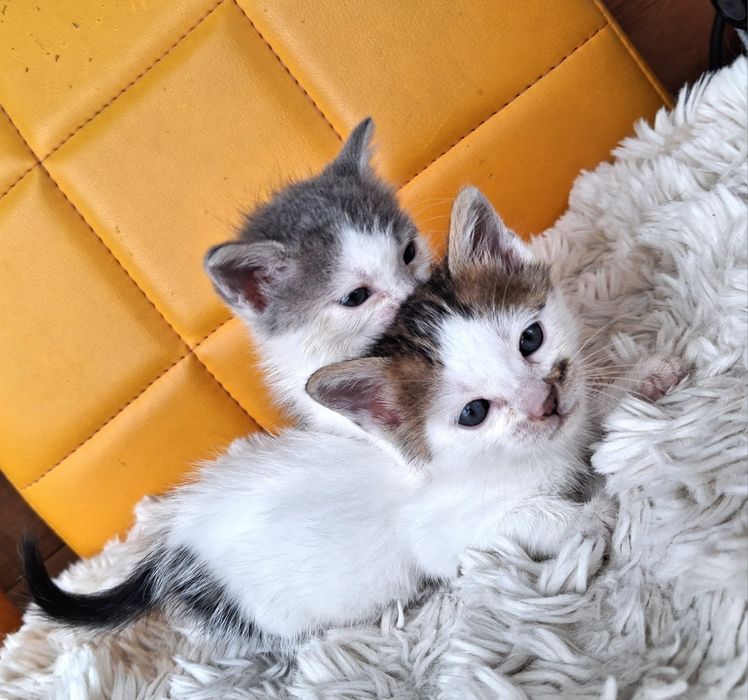 Котенца търсят дом-Варна
