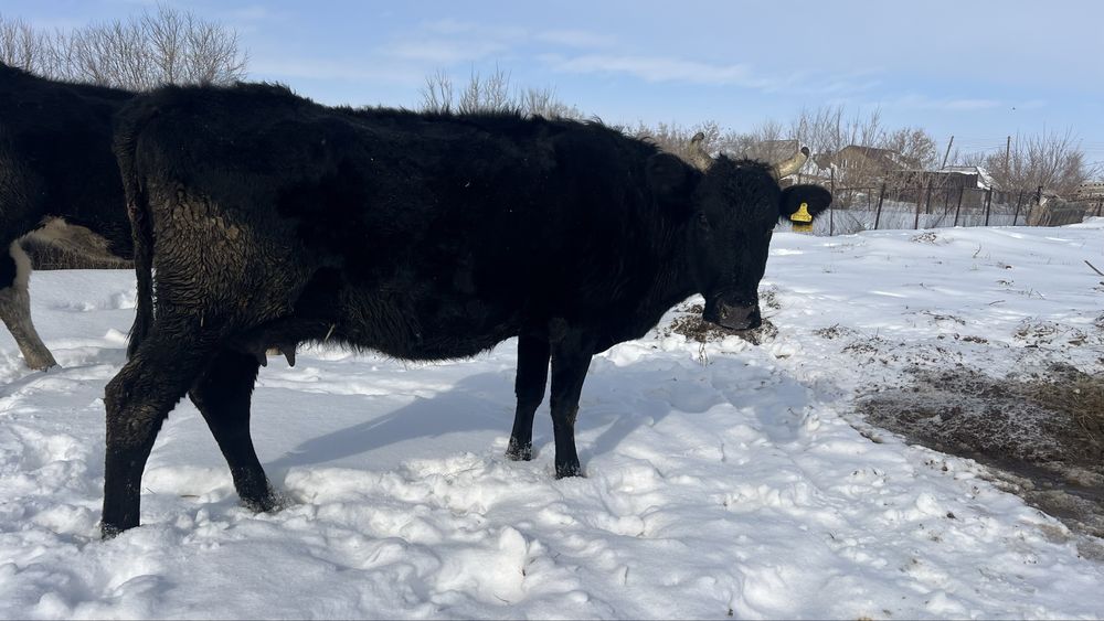 Продам дойную корову!