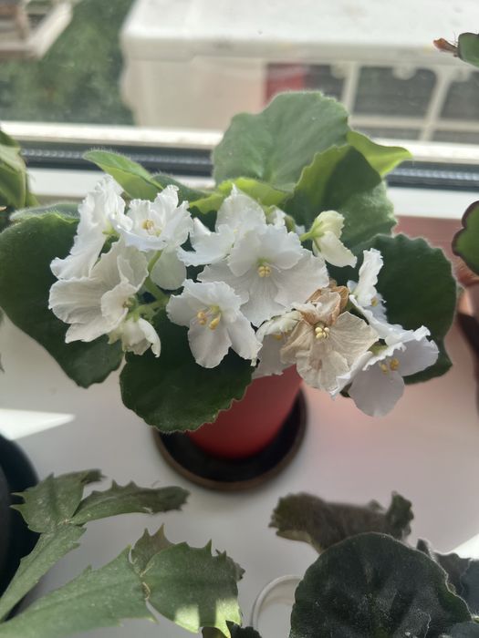 Продам фиалки цветущие