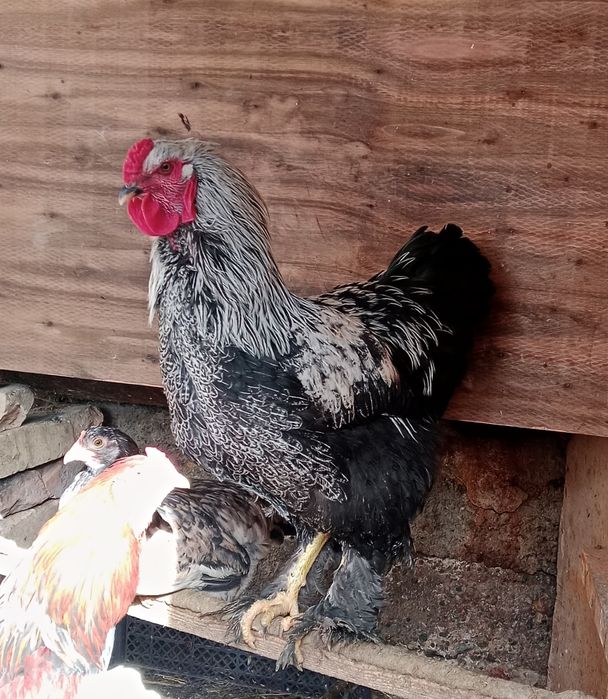 Петух парода Брамма Хуроз