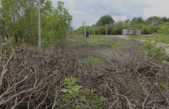 Спиливание деревьев,стрижка кустарников