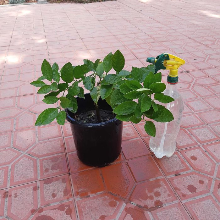 Кровавый Апельсин кучатлари сотилади