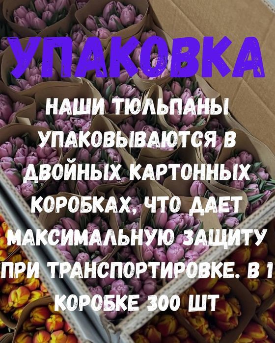 Тюльпаны оптом по лучшим ценам