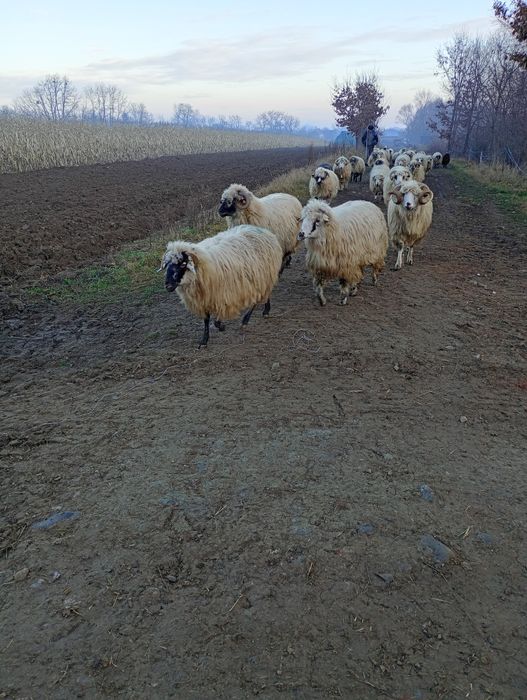 Oi și capre de vanzare