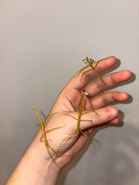 Аннамские палочники