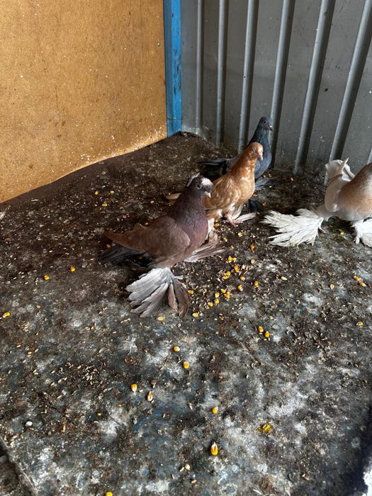 Голуби декоротивные