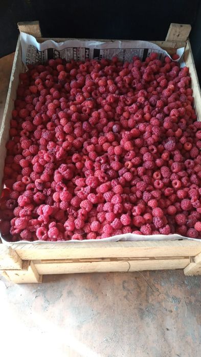 В продаже имеется саженцы малины