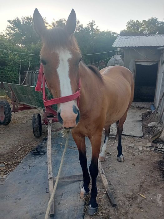Iapa de vânzare