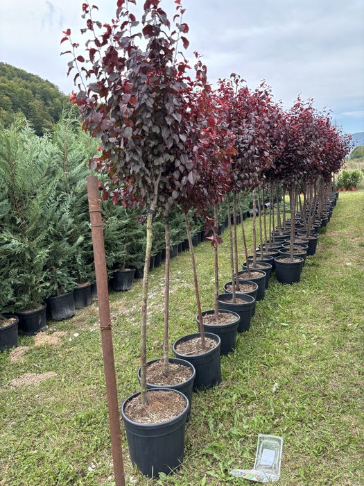 Tuia leylandii gazon rulou