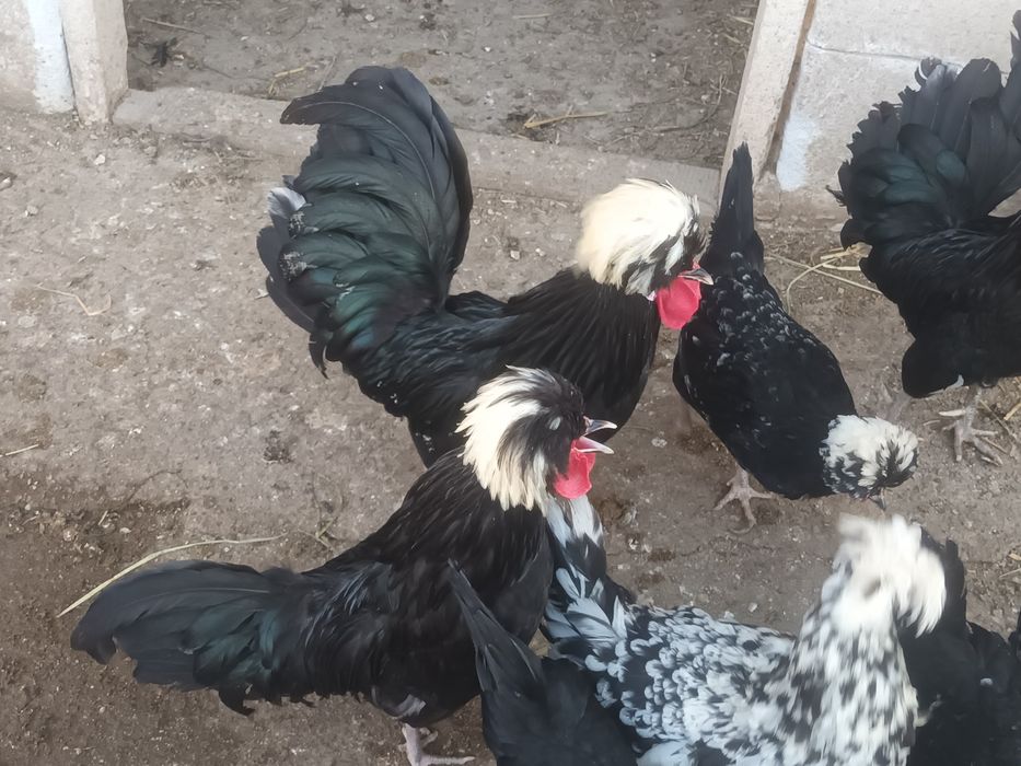 Vând cocoși motata olandeza