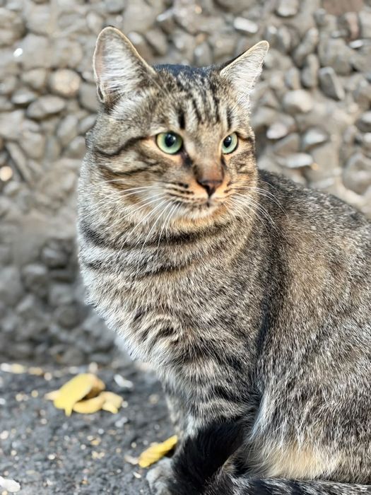 Нужен дом полосатому коту.