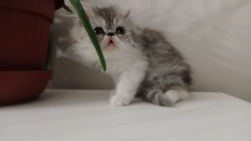 Персидский котенок трехцветный девочка